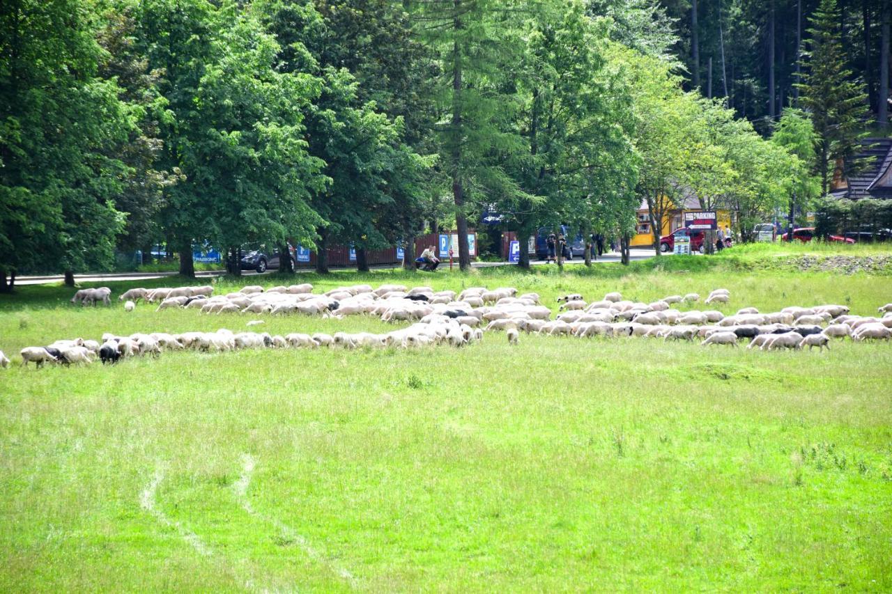 Halka 3* Zakopane